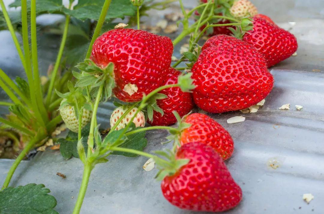 国产草莓视频无码免费视频:04-06-11-13-23-26Z:15,探索国产草莓视频的世界,无码免费,多元体验