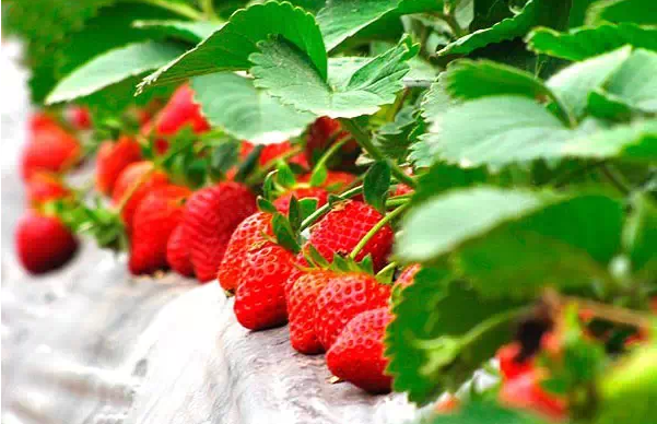 国产草莓视频无码免费视频:04-06-11-13-23-26Z:15,探索国产草莓视频的世界,无码免费,多元体验