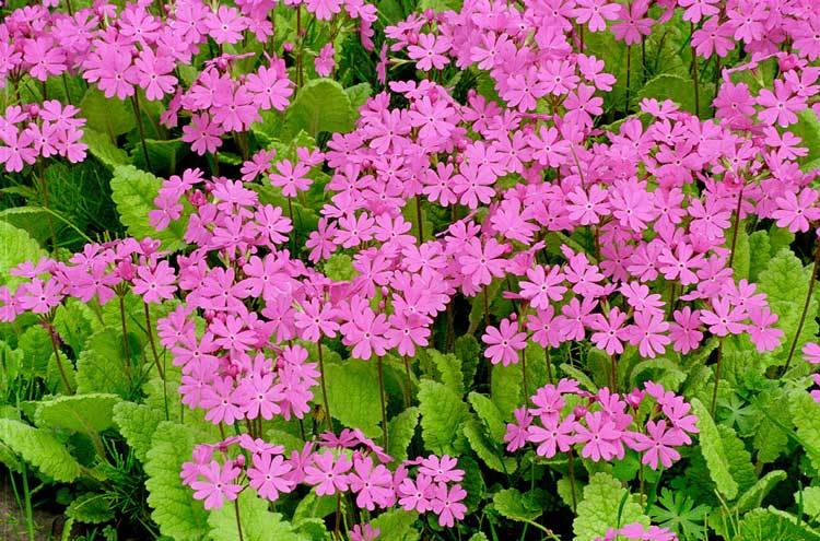 樱花草在线社区WWW日本在线观看:12-16-17-34-44-45S：34,樱花草在线社区与日本的在线观看文化，探索数字时代的文化交流