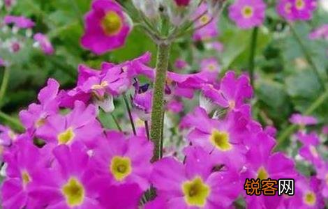 樱花草在线社区WWW日本在线观看:12-16-17-34-44-45S:34,樱花草在线社区与日本的在线观看文化,探索数字时代的文化交流