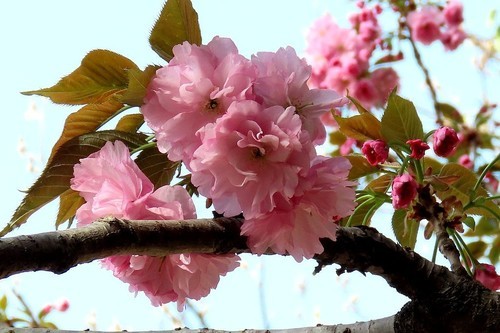樱花草在线社区WWW日本在线观看:12-16-17-34-44-45S:34,樱花草在线社区与日本的在线观看文化,探索数字时代的文化交流