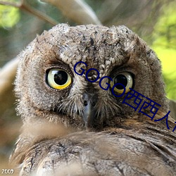 gogo西西人体大尺村大胆高清:02-22-36-37-42-49E:32,探索gogo西西人体大尺村,大胆高清的视界之旅