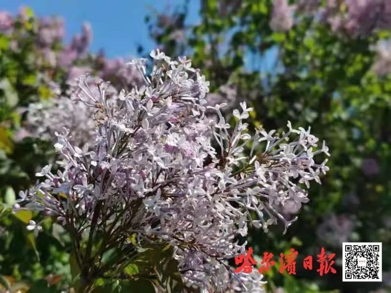 激情综合色综合啪啪五月丁香搜索:06-10-16-23-41-43H:20,激情综合色与五月丁香的探索之旅,一场感官与心灵的盛宴(搜索关键词,激情综合色综合啪啪五月丁香搜索,06-10-16-23-41-43H,20)