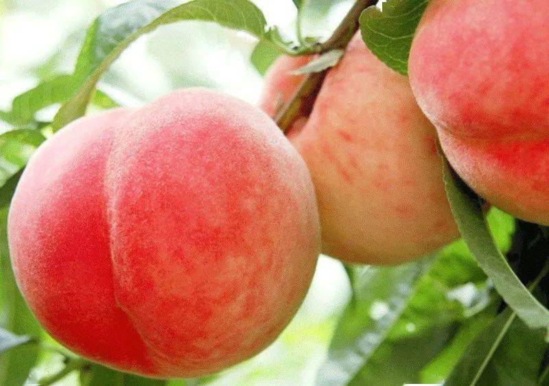 水蜜桃国产精品欧美日韩一区不卡:01-13-25-34-37-48T:25,探索全球影视文化,水蜜桃国产精品与欧美日韩一区的不卡魅力