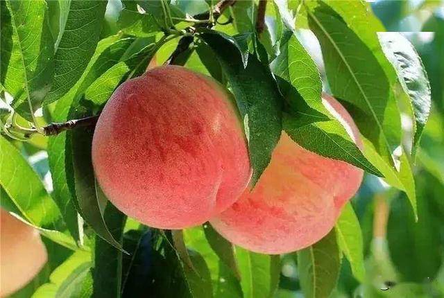 水蜜桃国产精品欧美日韩一区不卡:01-13-25-34-37-48T:25,探索全球影视文化,水蜜桃国产精品与欧美日韩一区的不卡魅力