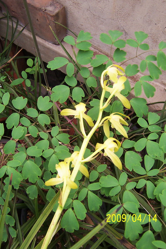 久久99久久99小草精品免视看:22-23-25-29-33-45C:49,久久99,探索小草精品的视觉之旅,一场关于自然与艺术的融合盛宴