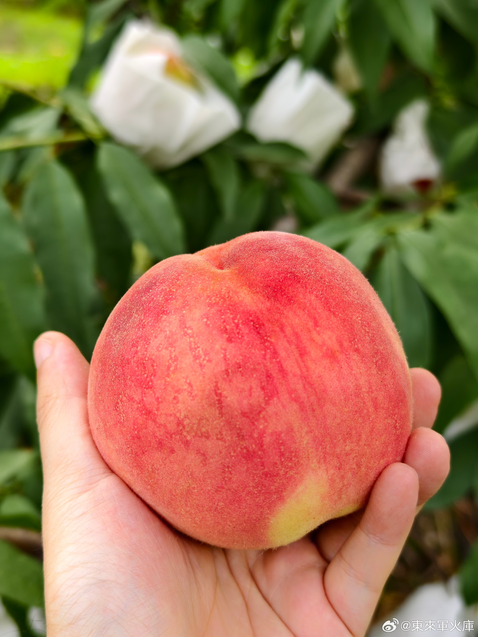 久久久无码精品一区二区三区蜜桃:02-24-39-46-48-49N:24,久久久无码精品,一区、二区、三区蜜桃的探索之旅