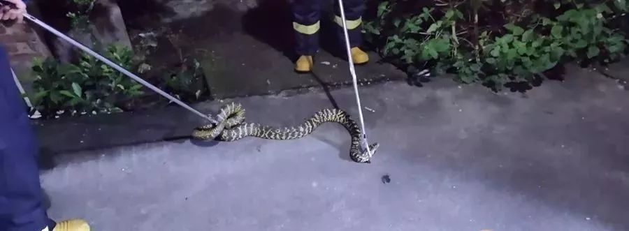 啊轻点灬大JI巴太粗太长了H文:11-14-22-26-31-45V：06,色情内容是不合法的，违反我国相关的法律法规。我们应该遵守法律和道德准则，远离色情内容。如果您有其他有益身心的娱乐需求，可以寻找一些正规的平台或文化活动，例如观看电影、参加体育运动，以丰富您的生活。