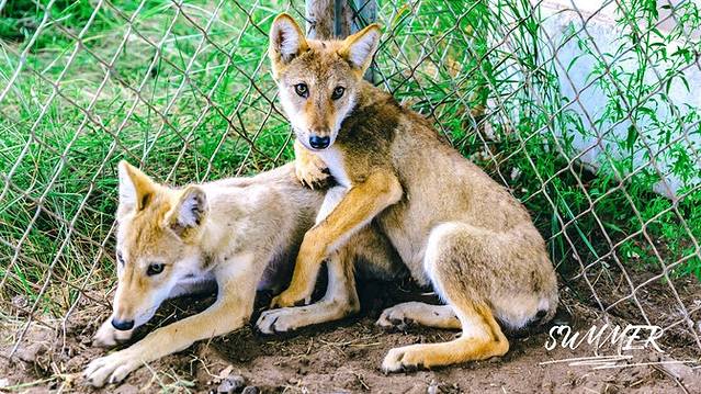 97SE狠狠狠狠狼鲁亚洲综合色:06-08-15-29-44-49A:33,探索97SE狠狠狼鲁亚洲综合色的奇幻之旅,一场数字与色彩的交织盛宴