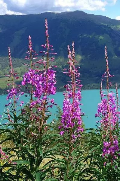 野花AⅤ亚洲高清完整版在线观看:14-17-28-31-34-44T:03,野花AⅤ亚洲高清完整版在线观看,探索与赏析