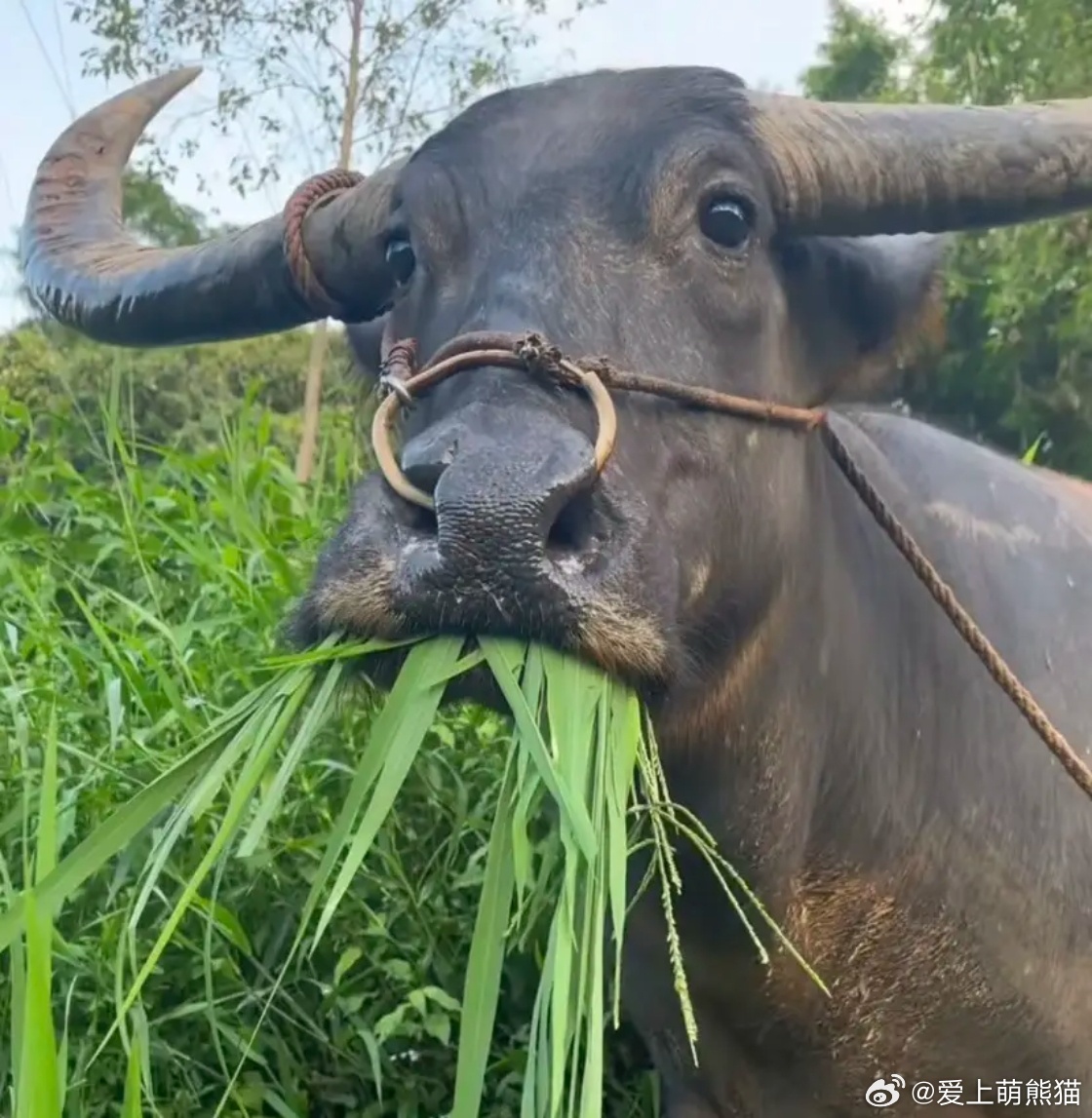 亚洲精品一区二区三区老牛吃嫩草:10-15-19-25-36-49Z:07,亚洲文化中的老牛吃嫩草现象,一区、二区、三区的深度探讨