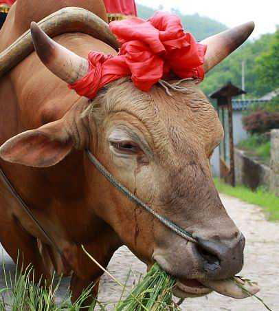 亚洲精品一区二区三区老牛吃嫩草:10-15-19-25-36-49Z:07,亚洲文化中的老牛吃嫩草现象,一区、二区、三区的深度探讨