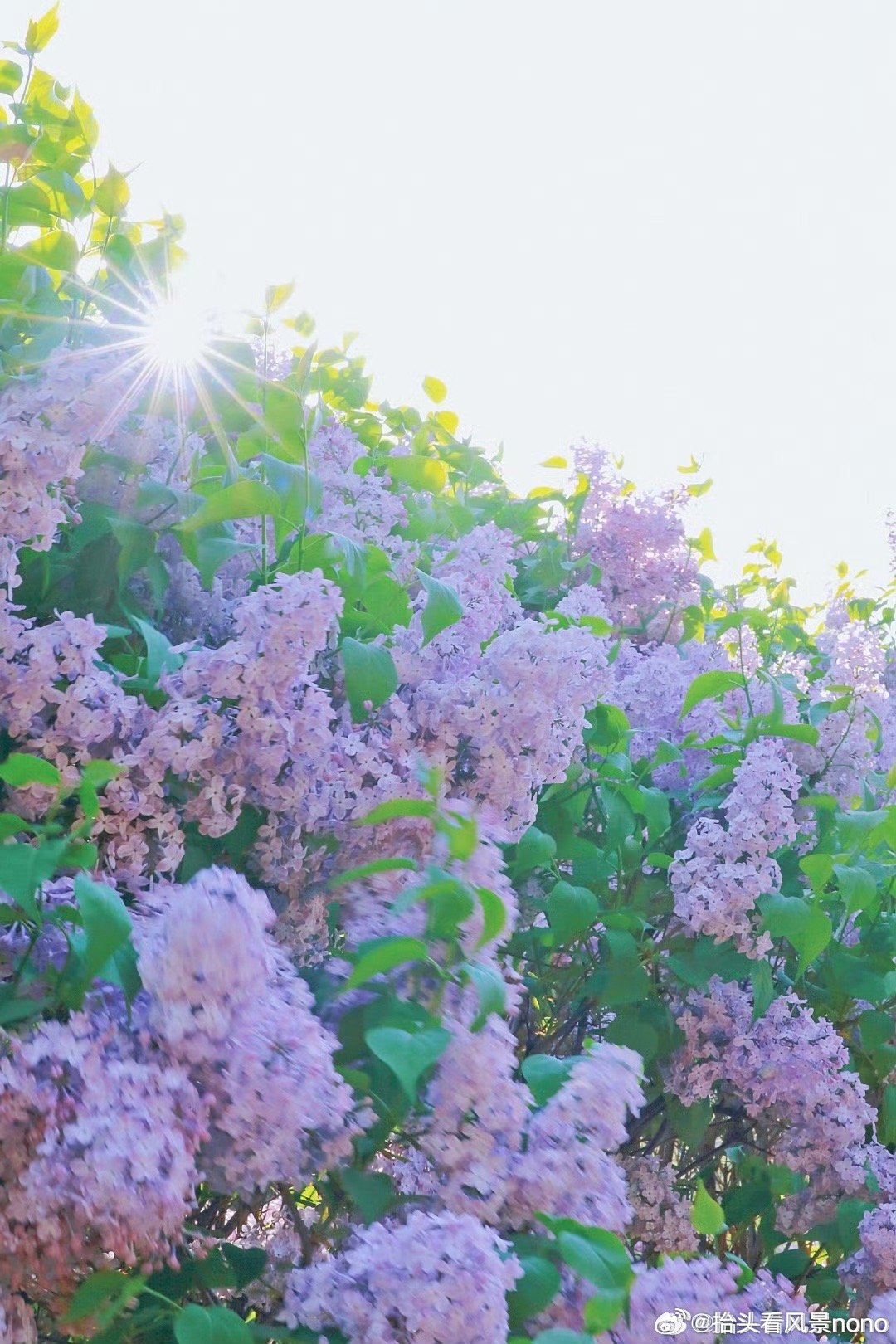 丁香五月开心六月激情综合视频区:08-29-36-41-46-49U：49,丁香五月开心六月激情，综合视频区的独特魅力